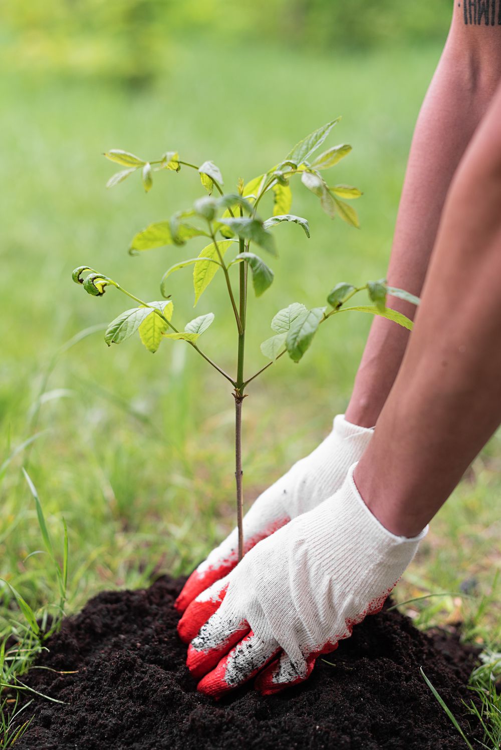 Tree Plantation